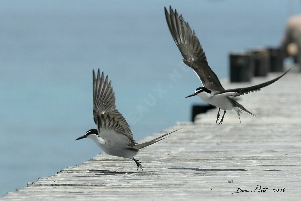 Bridled Tern