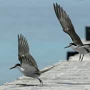 Bridled Tern