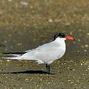 Caspian Tern