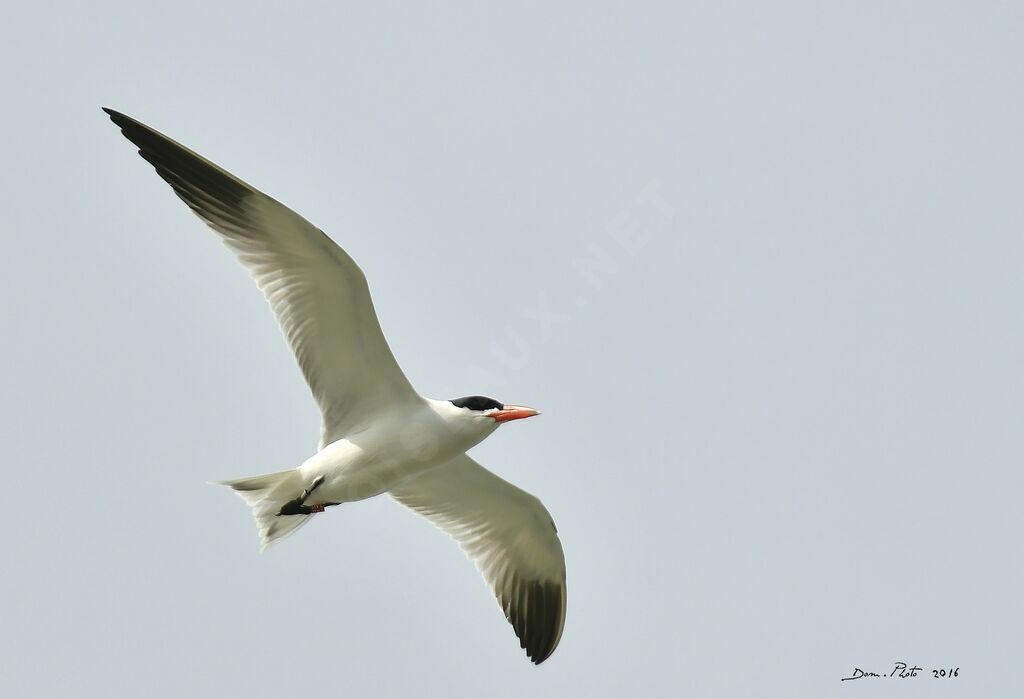 Caspian Tern