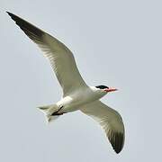 Caspian Tern