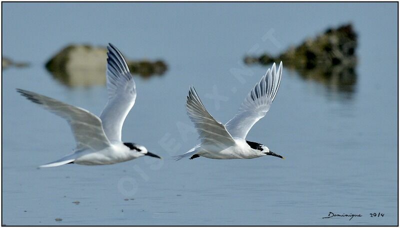 Sandwich Tern