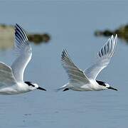 Sandwich Tern