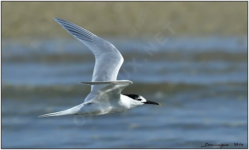 Sandwich Tern