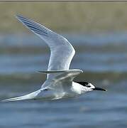 Sandwich Tern