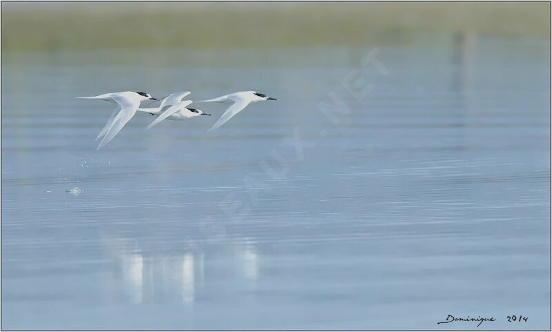 Sandwich Tern