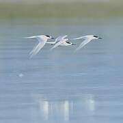 Sandwich Tern