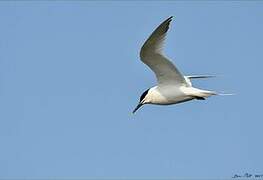 Sandwich Tern