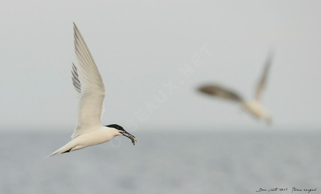 Sandwich Tern