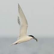 Sandwich Tern