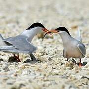 Roseate Tern