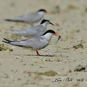 Roseate Tern