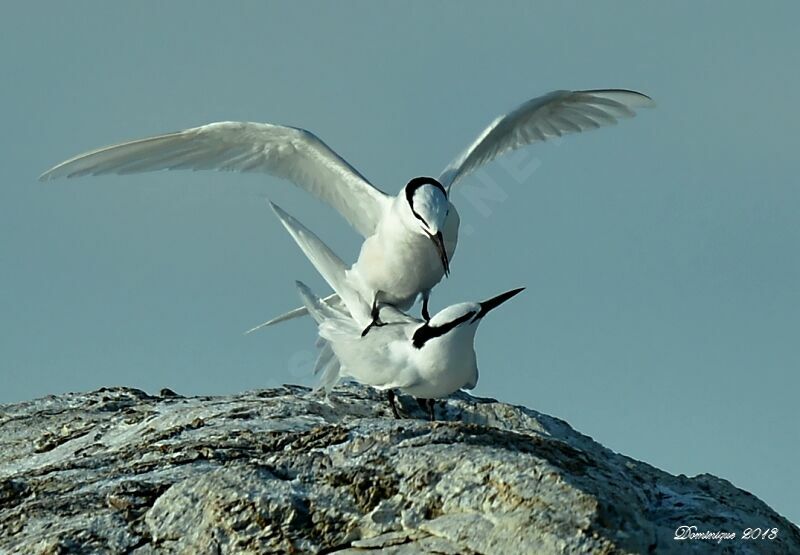 Black-naped Tern