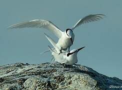 Black-naped Tern