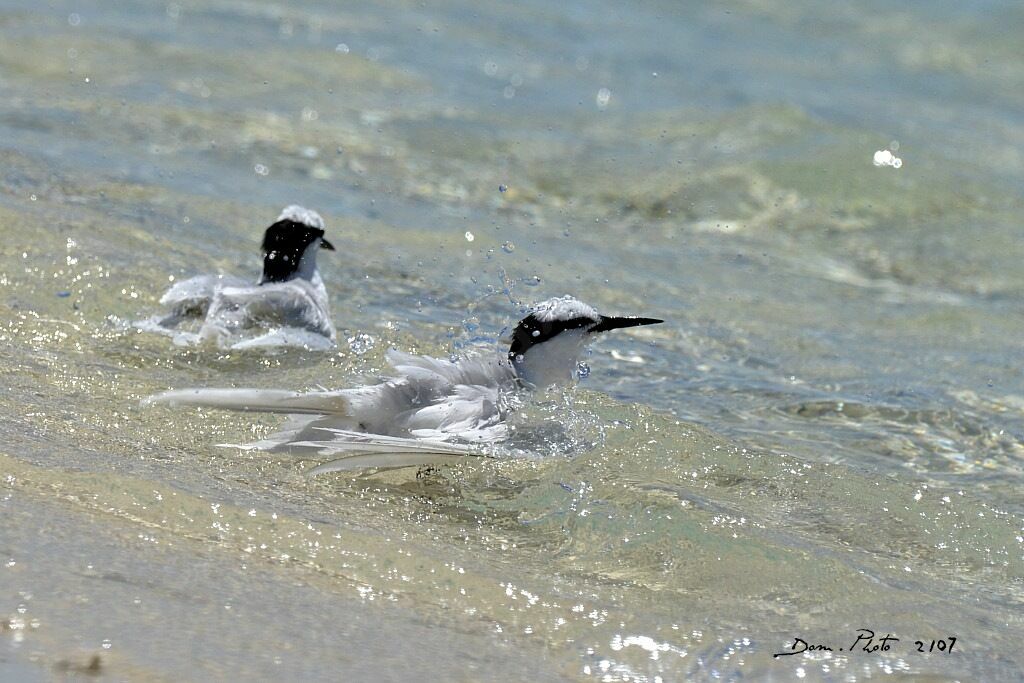 Black-naped Tern