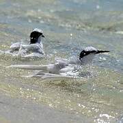 Black-naped Tern