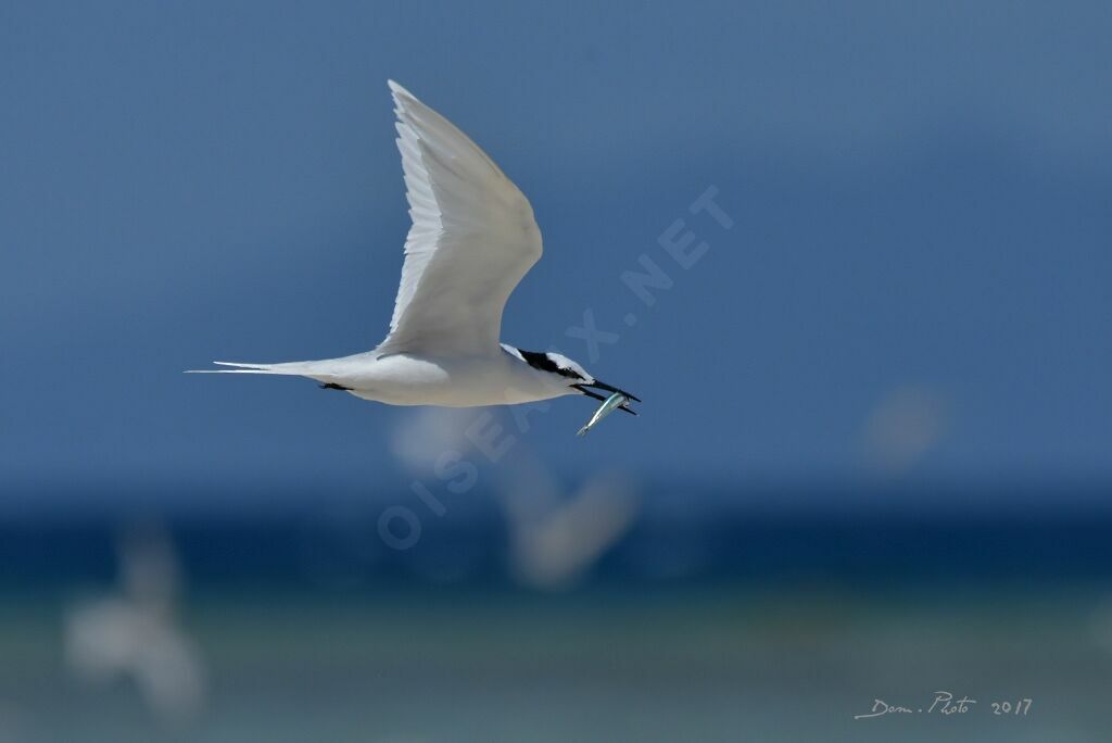 Black-naped Tern