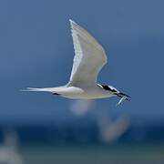 Black-naped Tern