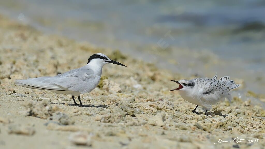 Black-naped Tern