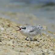 Black-naped Tern