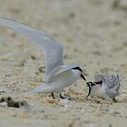 Black-naped Tern