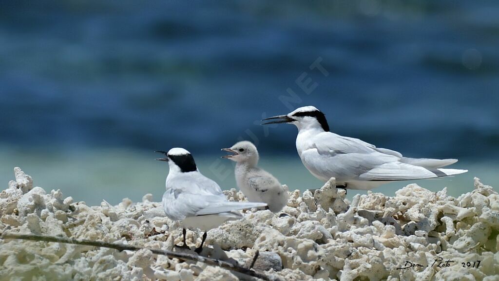 Black-naped Tern