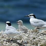 Black-naped Tern