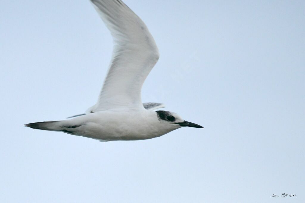 Gull-billed Tern