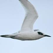 Gull-billed Tern