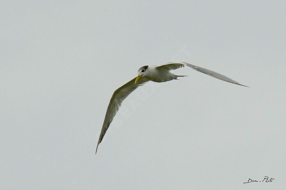 Greater Crested Tern