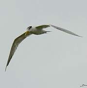 Greater Crested Tern