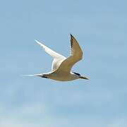 Greater Crested Tern