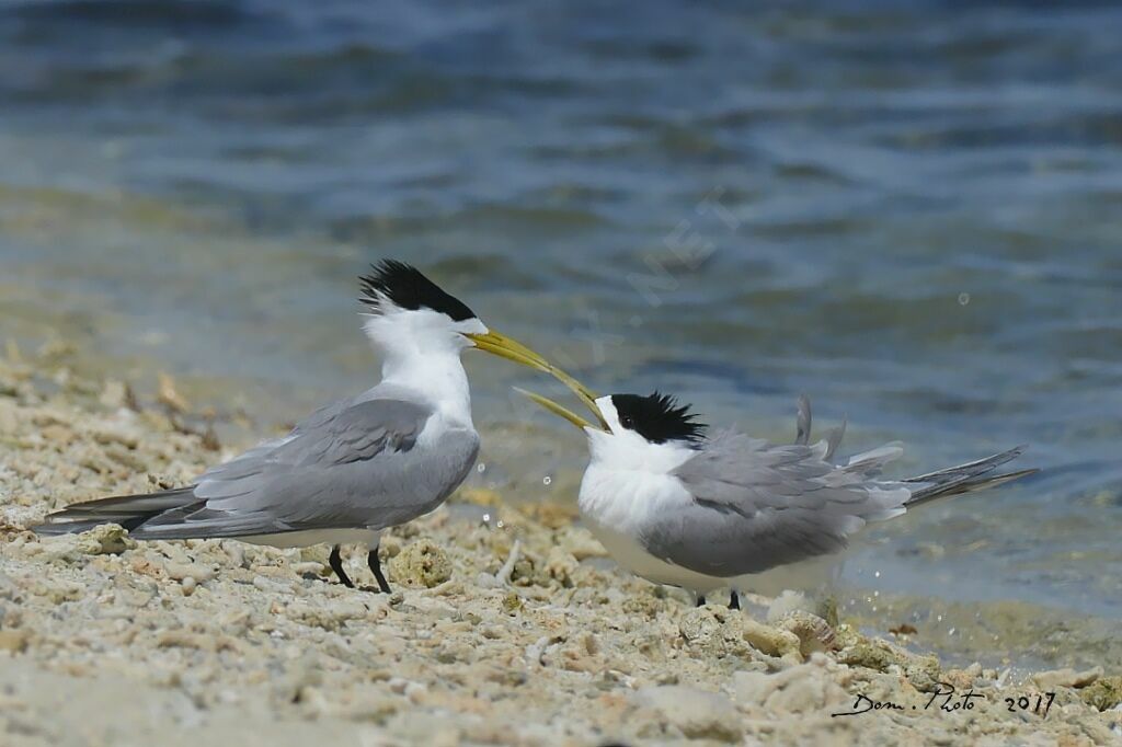 Greater Crested Tern