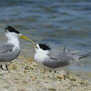 Greater Crested Tern