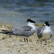 Greater Crested Tern