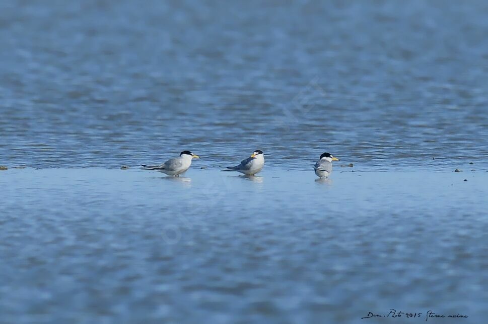 Little Tern