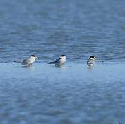 Little Tern