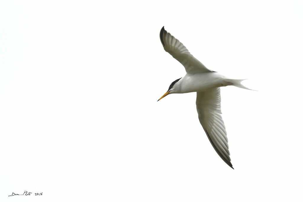 Little Tern