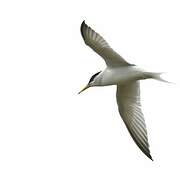 Little Tern