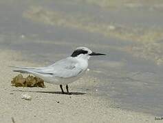 Fairy Tern