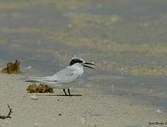 Fairy Tern