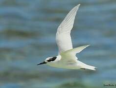 Fairy Tern