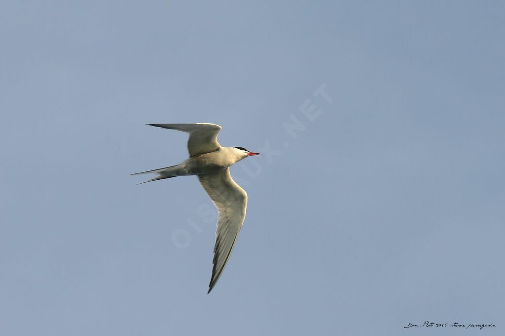 Common Tern