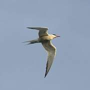 Common Tern