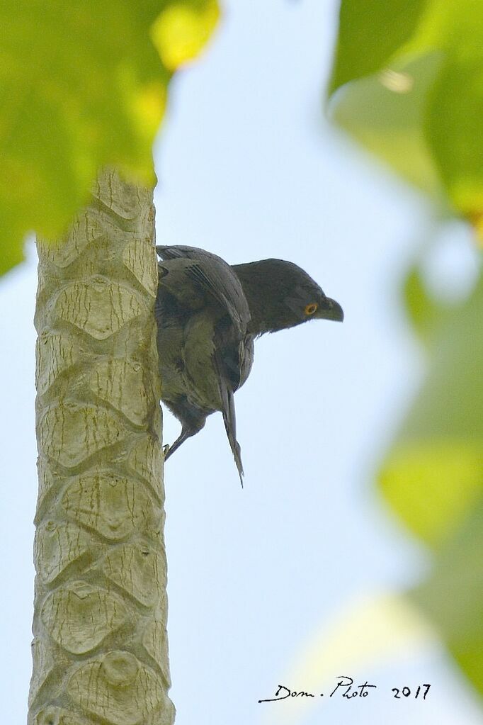 Striated Starling