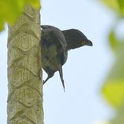 Striated Starling