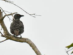 Striated Starling