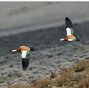 Ruddy Shelduck