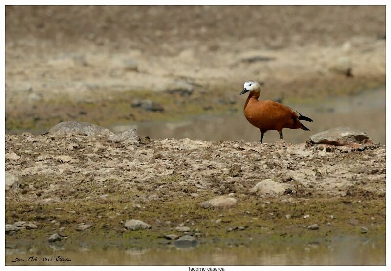 Ruddy Shelduck