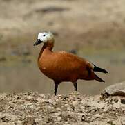 Ruddy Shelduck